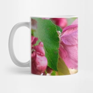 Photo of a beautiful pink cherry tree flowers Mug